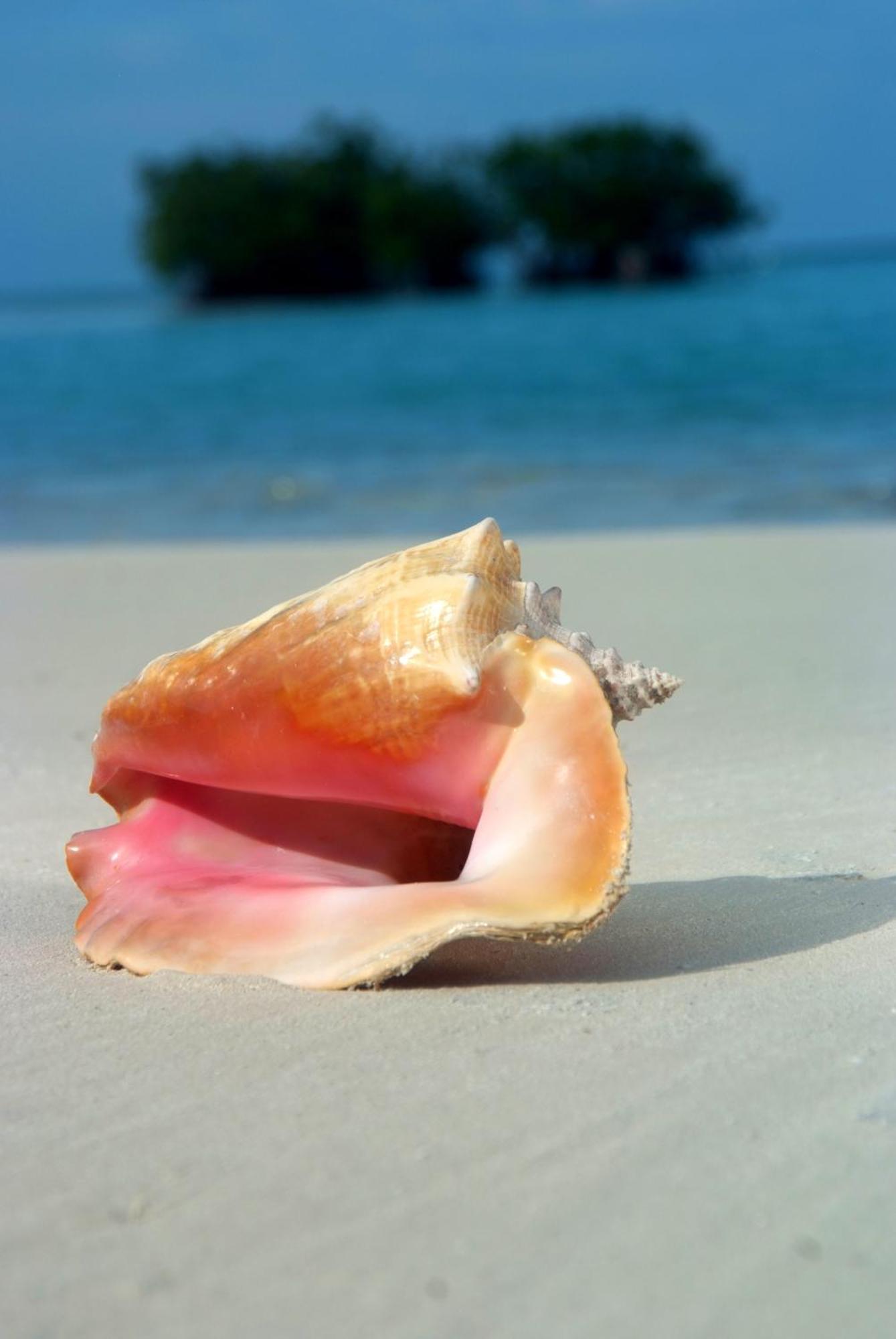 Shaka Caye All Inclusive Resort 伯利兹城 外观 照片