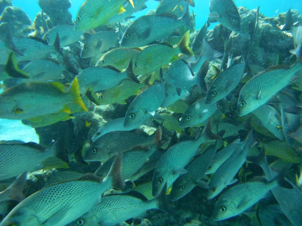 Shaka Caye All Inclusive Resort 伯利兹城 外观 照片